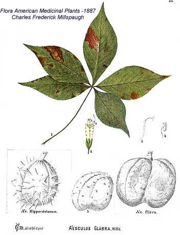 Aesculus glabra image