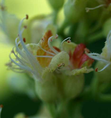 Aesculus glabra image