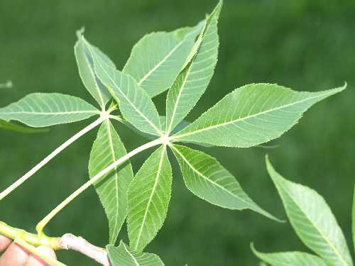 Aesculus glabra image