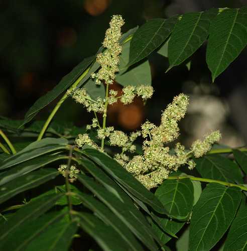 Ailanthus altissima image