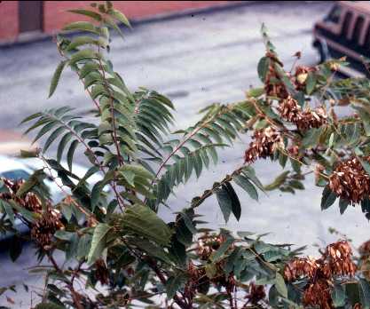 Ailanthus altissima image