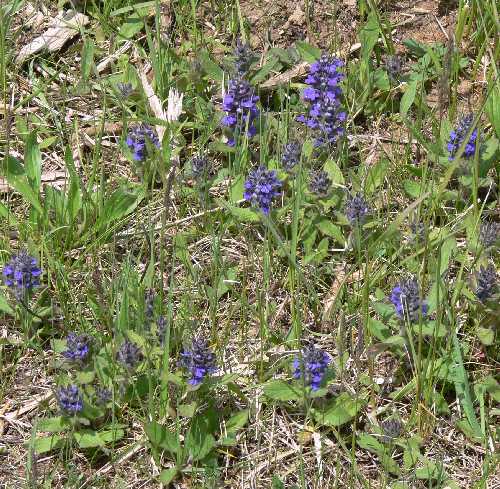 Ajuga genevensis image