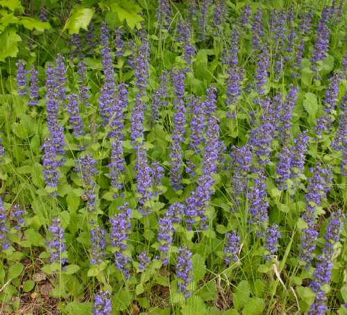 Ajuga genevensis image