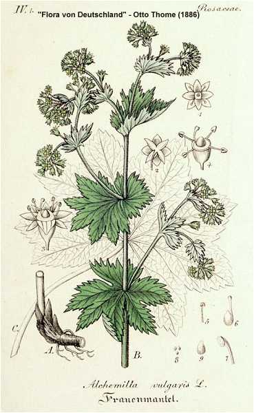 Alchemilla monticola image