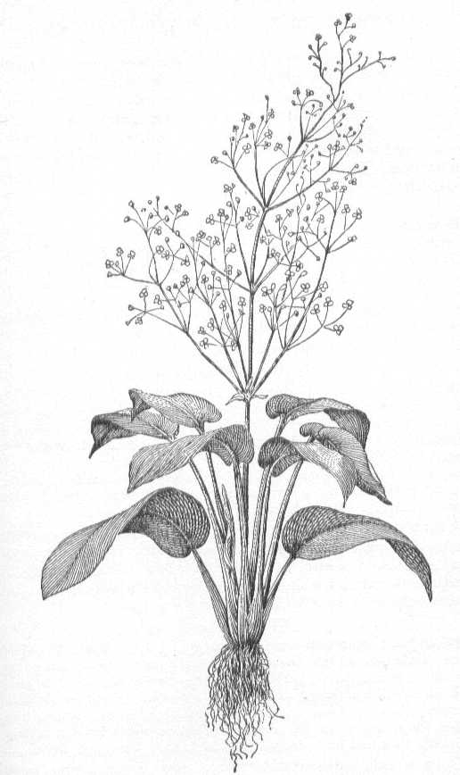 Alisma triviale image