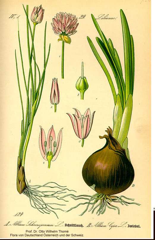 Allium cepa image