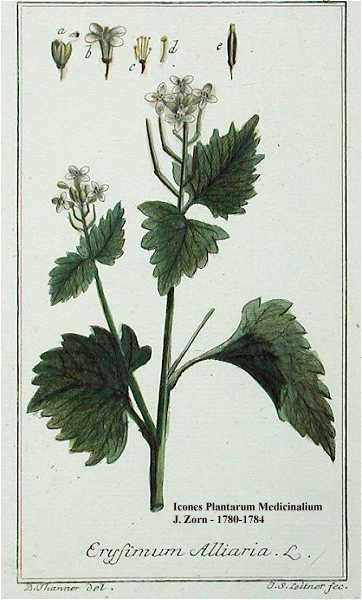 Alliaria petiolata image