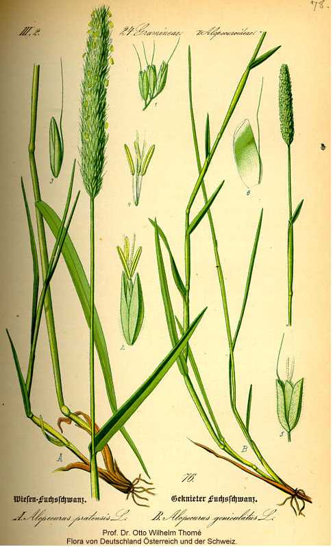 Alopecurus geniculatus image