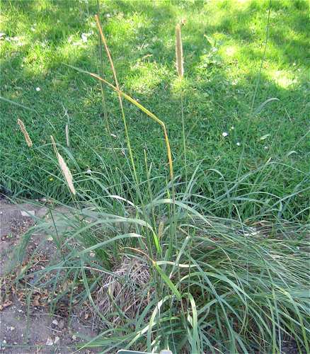 Alopecurus pratensis image