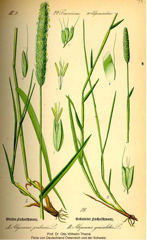 Alopecurus pratensis image