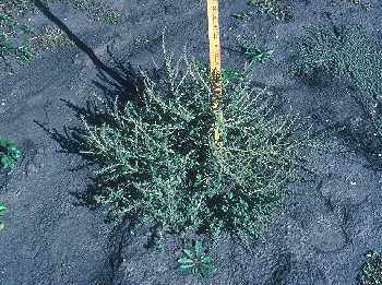 Amaranthaceae image
