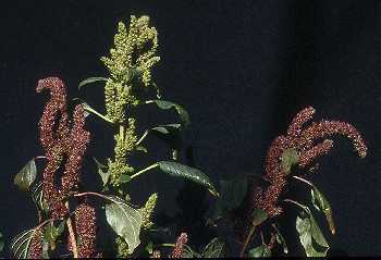 Amaranthus hybridus image