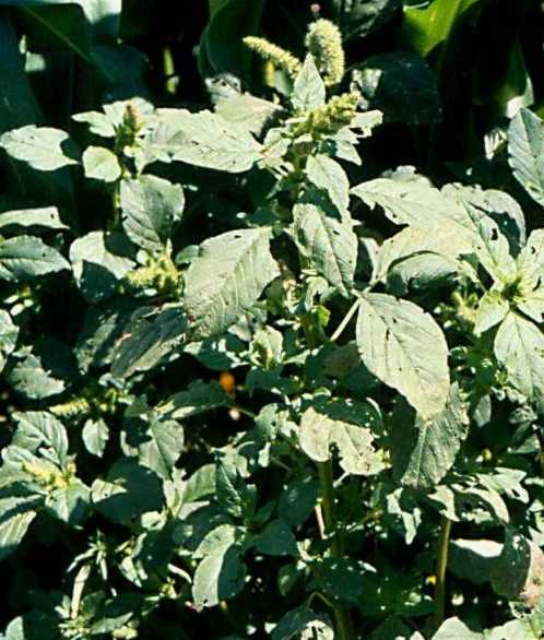 Amaranthus retroflexus image