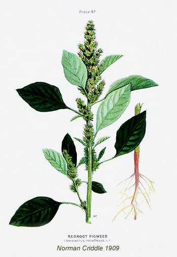 Amaranthus retroflexus image