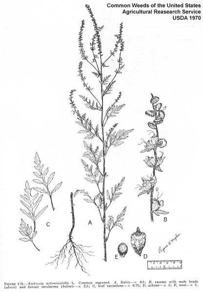 Ambrosia artemisiifolia image