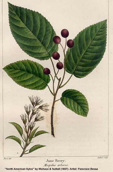 Amelanchier arborea image