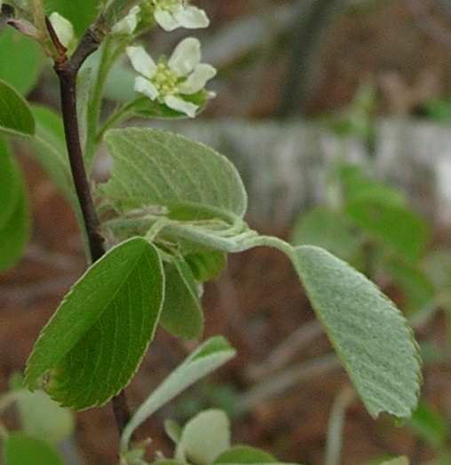 Amelanchier arborea image