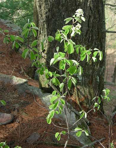 Amelanchier arborea image