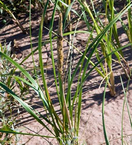 Ammophila breviligulata image