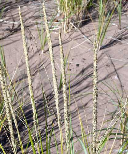 Ammophila image