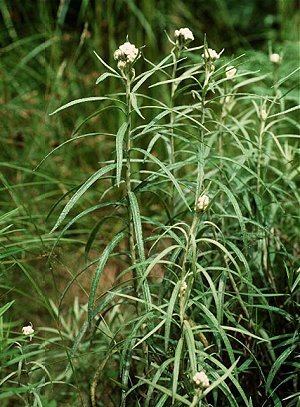 Anaphalis margaritacea image