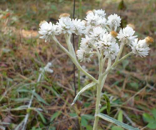 Anaphalis margaritacea image