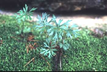 Anemone multifida image