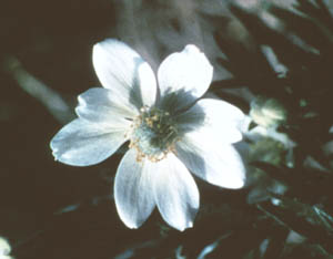 Anemone multifida image