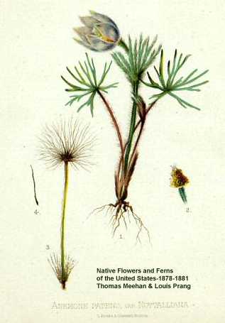Anemone patens var. multifida image