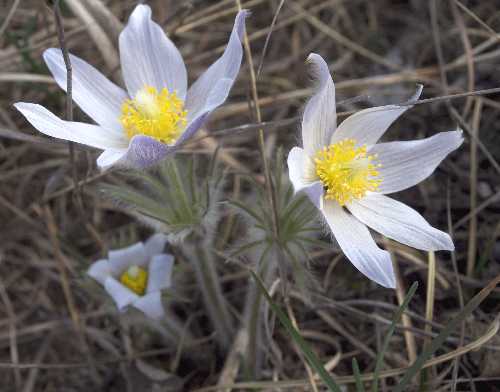 Anemone patens var. multifida image