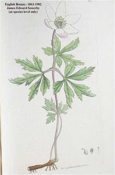 Anemone quinquefolia image