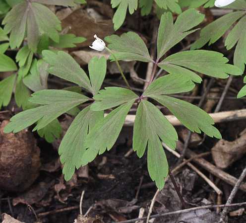Anemone quinquefolia image