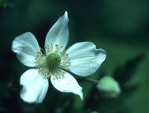 Anemone virginiana image