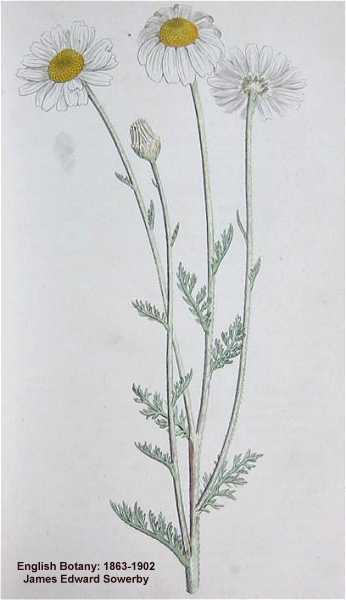 Anthemis arvensis image