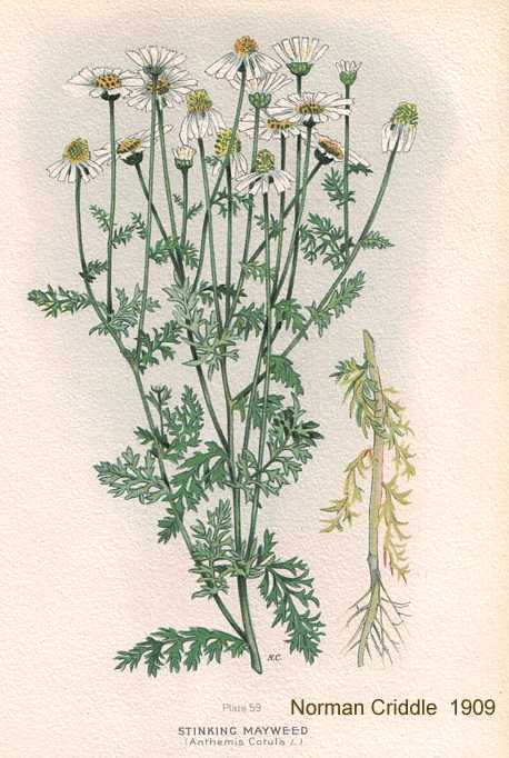 Anthemis cotula image