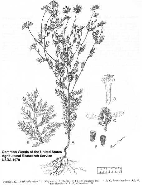 Anthemis cotula image