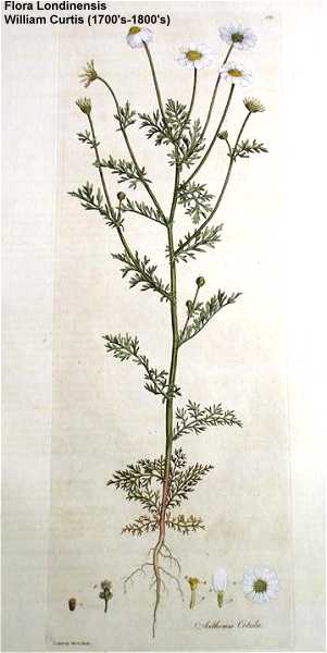 Anthemis cotula image