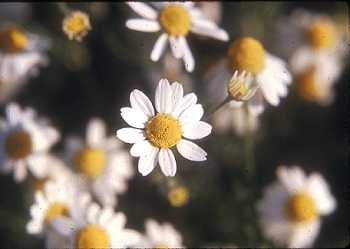 Anthemis image