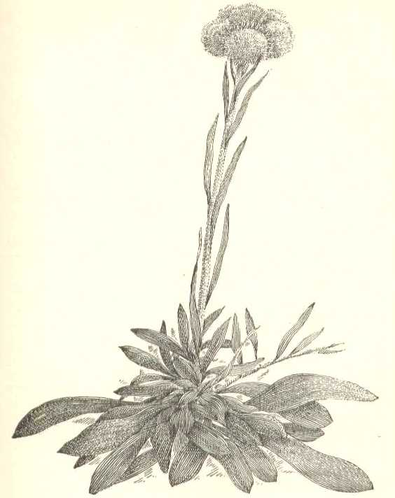 Antennaria plantaginifolia image