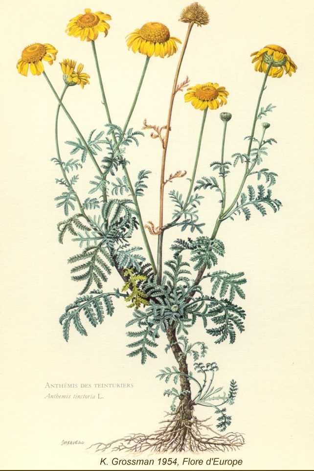 Cota tinctoria image