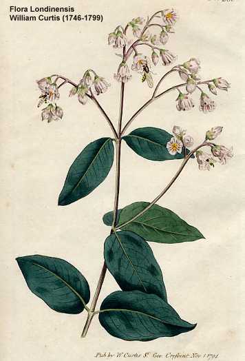 Apocynum androsaemifolium image