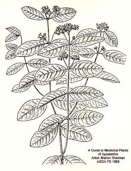Apocynum androsaemifolium image