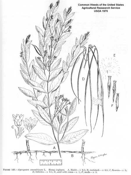 Apocynum cannabinum image