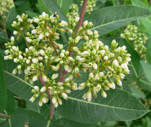 Apocynum cannabinum image