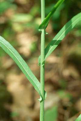 Boechera laevigata image