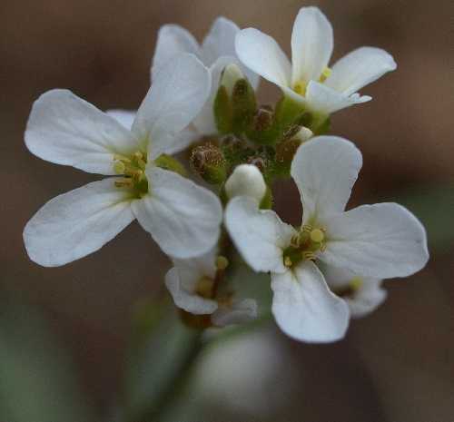 Brassicaceae image