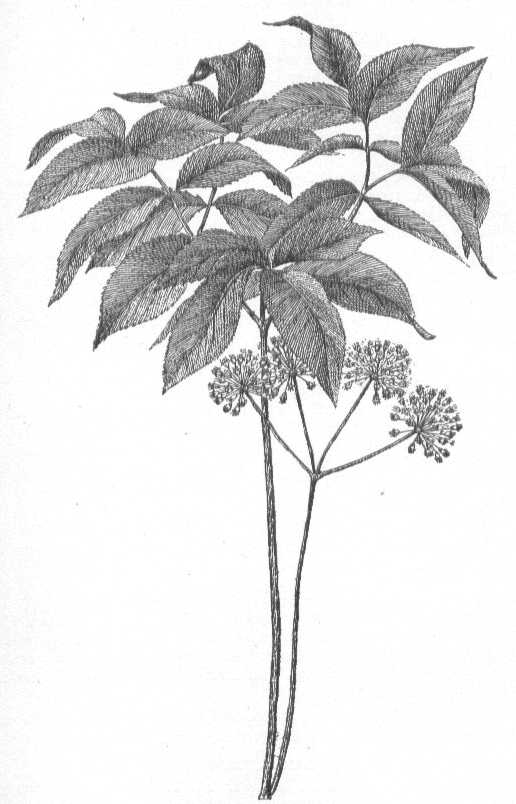 Aralia nudicaulis image