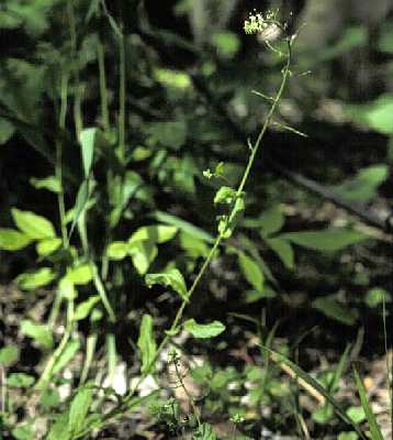 Boechera dentata image