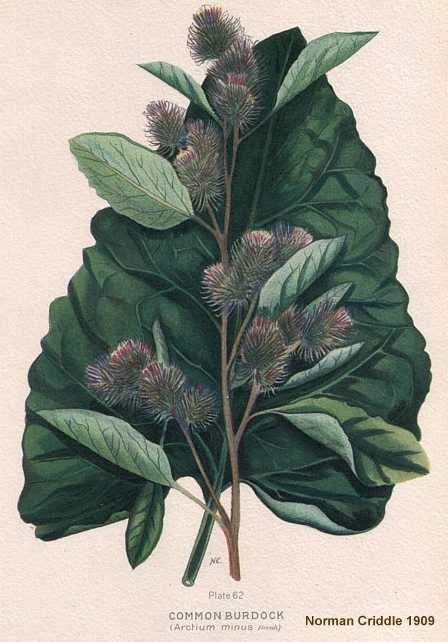 Arctium minus image