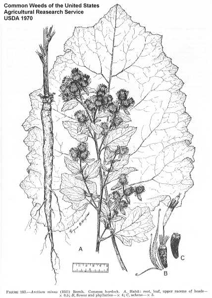 Arctium minus image